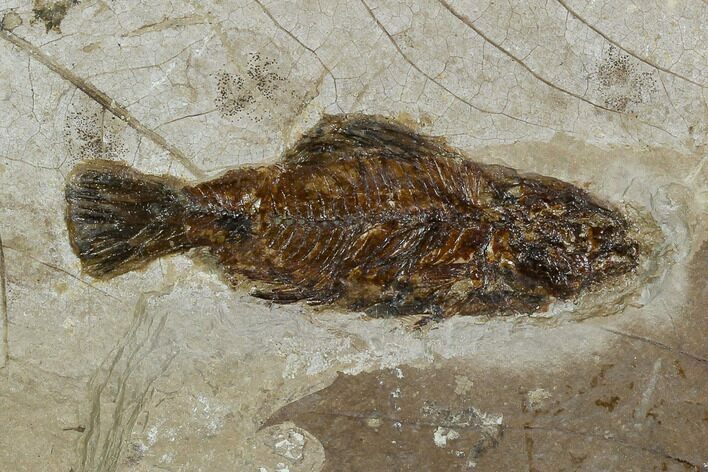 Miocene Fossil Fish From Nebraska - New Find #130424